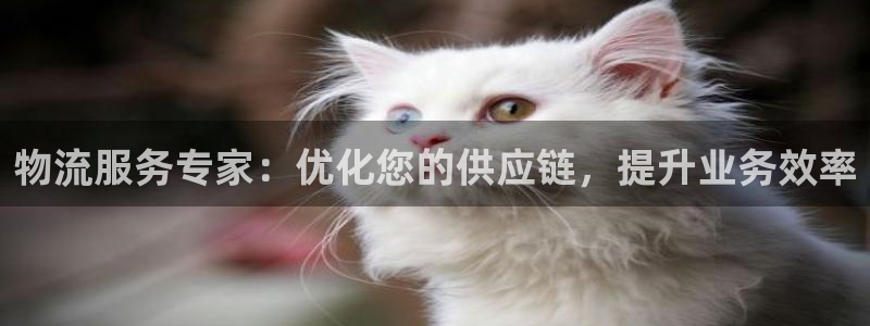 28圈旗下：物流服务专家：优化您的供