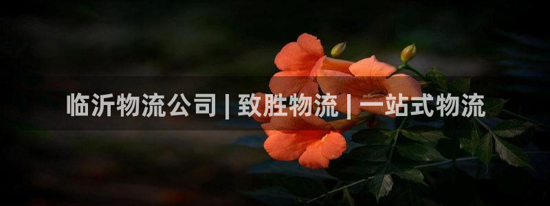 28圈注册官网：临沂物流公司 | 致